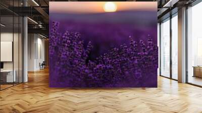 Blooming lavender in a field at sunset in Provence. Fantastic summer mood, floral sunset landscape of meadow lavender flowers. Peaceful bright and relaxing nature scenery. Wall mural