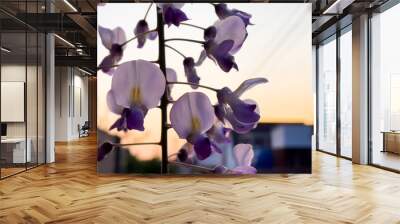 Blooming Wisteria Sinensis with scented classic purple flowersin full bloom in hanging racemes closeup. Garden with wisteria in spring Wall mural