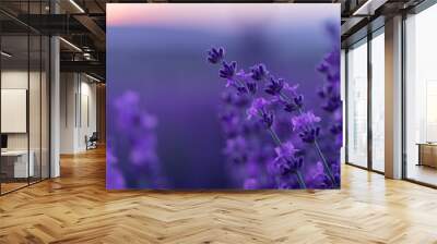 Lavender flower background. Violet lavender field sanset close up. Lavender flowers in pastel colors at blur background. Nature background with lavender in the field. Wall mural