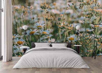 Summer field with white daisies on blue sky. Ukraine, Europe. Beauty world. Gardening concept Wall mural