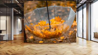 Transparent umbrella with fallen maple leaves in the autumn park. Wall mural