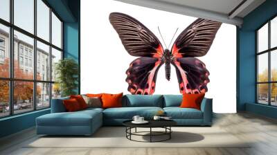 butterfly isolated on white background Wall mural