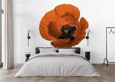 poppy flower Wall mural