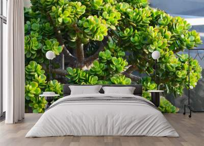 Crassula ovata (Jade Plant,Money Plant,Friendship Tree) succulent plant in a tropical garden.Selective focus. Wall mural