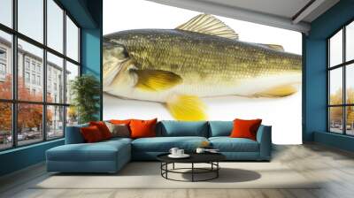 A zander fish is shown on a white background Wall mural