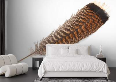 Feather of turkey isolated on a white background Wall mural