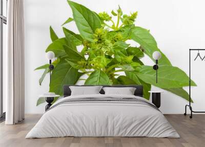 Sprig of fresh green basil with flowers. Isolated on white backg Wall mural