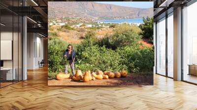 A female tourist in a garden in Greece (Crete island) looks at already ripe pumpkins. Wall mural