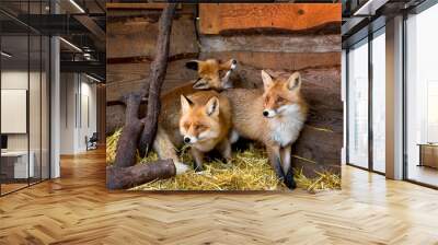 A group of red foxes in a wooden enclosure on a straw bed being treated at a wildlife shelter Wall mural