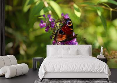 A peacock butterfly (Aglais io) sits on a purple flower against a green blurred background. Wall mural