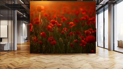 Fiery red field of blooming poppies close-up in the rays of the setting sun Wall mural