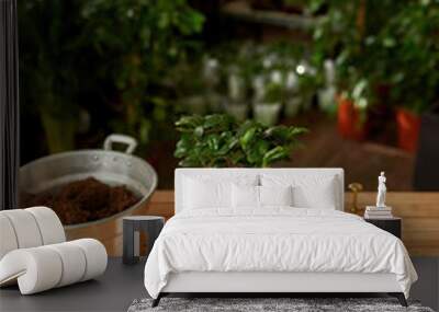 High angle view of bonsai looking adenium or desert rose plant in white pot and tools for gardening, transplanting on the table Wall mural