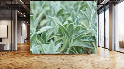 Mint green natural background from sage leaves. Wall mural