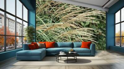 Perennial cereal weeds. Natural green background with panicles Wall mural