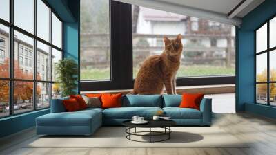 A curious orange cat sitting by a large window on a rainy day in a cozy home overlooking a lush green garden Wall mural