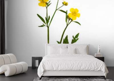 Pressed and Dried bush Meadow Buttercup. Isolated on white backg Wall mural