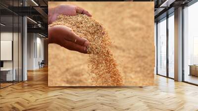 Hand holding golden paddy seeds Wall mural