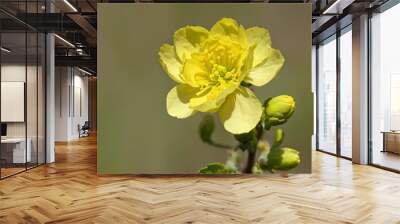  Blooming beauty in natures palette Wall mural