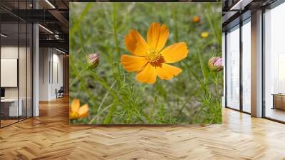  Blooming joy in a field of green Wall mural