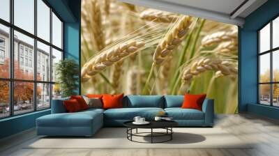  Bountiful harvest of golden wheat Wall mural