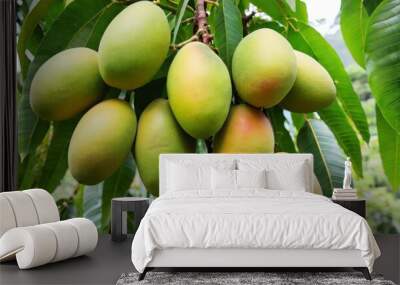  Bountiful harvest of ripe mangoes hanging from tree Wall mural