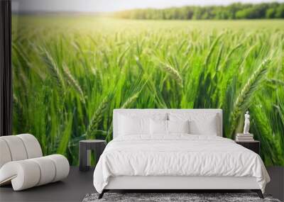  Vibrant green field ready for harvest Wall mural