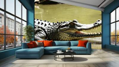  Wild alligator in natural habitat Wall mural