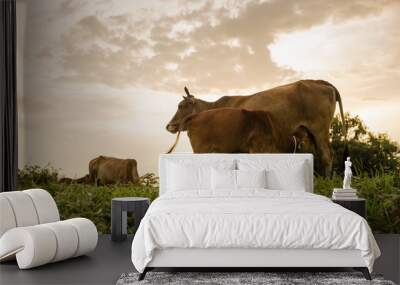 Cow on grass meadow Wall mural