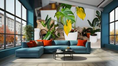 Sick monstera plant with yellow leaves Wall mural