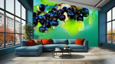 Black currant berries on a branch in summer garden. Wall mural