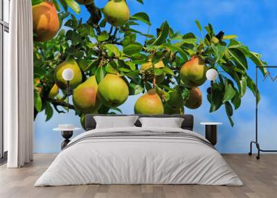 Branch with pears isolated on blue sky. Garden background. Wall mural