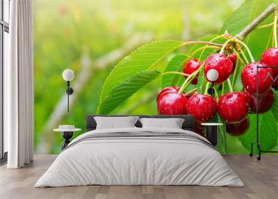 Cherries hanging on a cherry tree branch. Wall mural