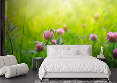 Clover flowers field in sunset.Nature meadow background. Wall mural