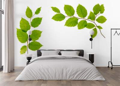 Green leaves isolated on white background. Wall mural