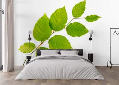 Green leaves isolated on white background. Wall mural