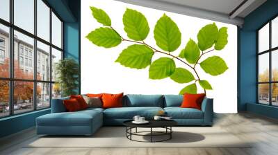 green leaves isolated on white background. Wall mural