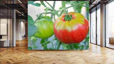 Large red beefsteak tomatoes in the home garden . Wall mural