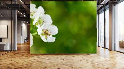 Pear tree blossoms . Wall mural