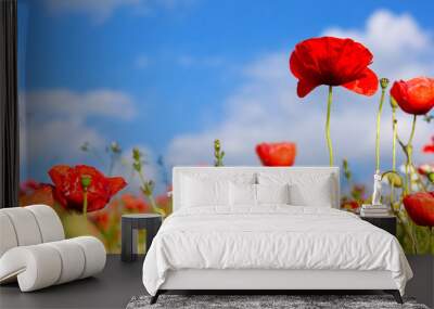 Poppies on blue sky background. Wall mural