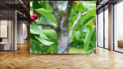 Red Cherries hanging on a cherry tree branch. Wall mural