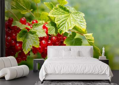 Red Currant hanging on a bush in the garden. Wall mural