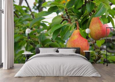 Ripe organic cultivar pears in the summer garden. Wall mural