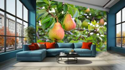 Ripe organic cultivar pears in the summer garden. Wall mural