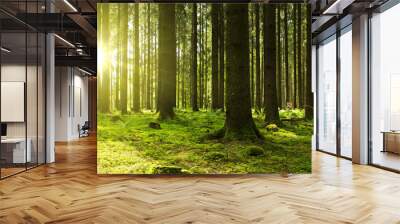 Sunlight in the green forest. Wall mural