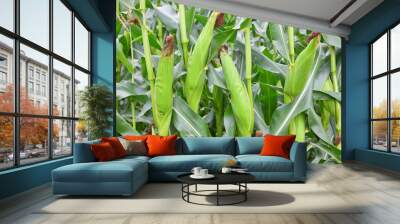 Corn field Wall mural