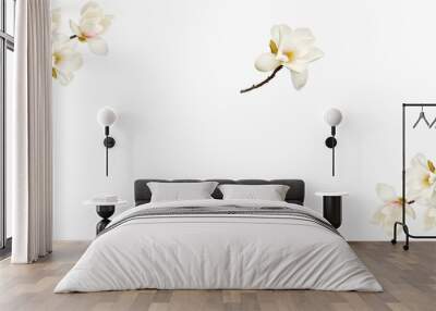 Beautiful magnolia flower on white background. Wall mural