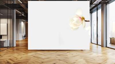 Beautiful magnolia flower on white background. Wall mural