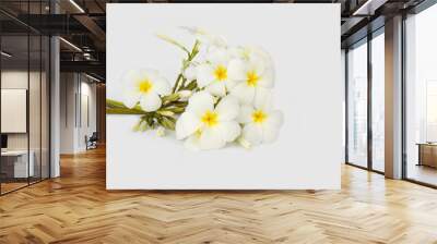 Beautiful tropical frangipani flower on white background Wall mural