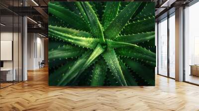 A close-up of a perfectly symmetrical aloe vera plant with thick, green leaves and subtle textures Wall mural