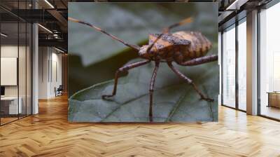 Macro photo of insect animals in tropical nature. Wall mural